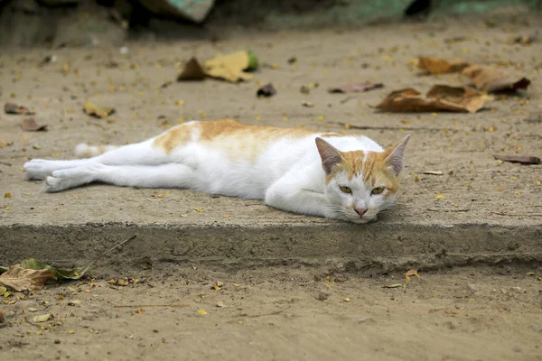 Gros Plan Chats Naturels Dormant Sur Sol — Photo