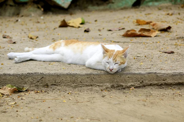 Gros Plan Chats Naturels Dormant Sur Sol — Photo