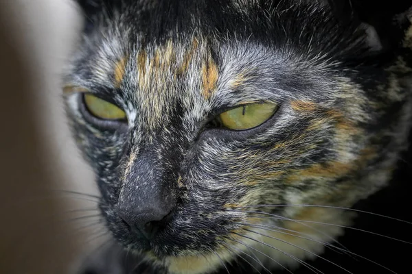 Kedi Yüzünü Yeşil Gözlerle Kapat — Stok fotoğraf