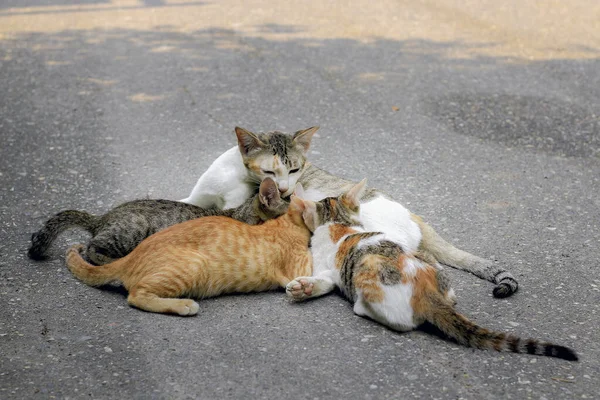 Família Gatos Está Comendo Leite Rua — Fotografia de Stock