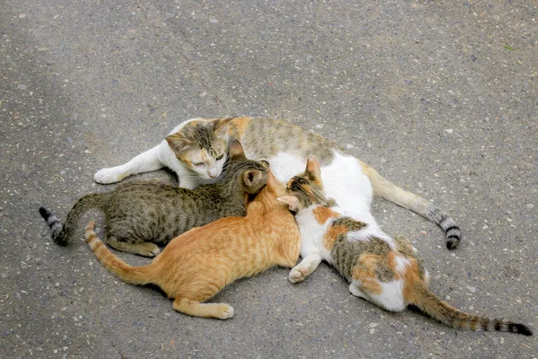 Família Gatos Está Comendo Leite Rua — Fotografia de Stock