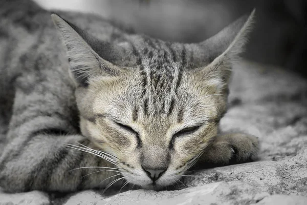 Gros Plan Visage Chat Aux Yeux Verts — Photo