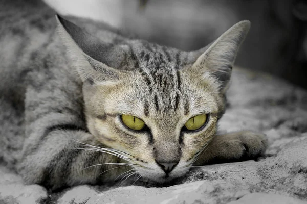 Gros Plan Visage Chat Aux Yeux Verts — Photo