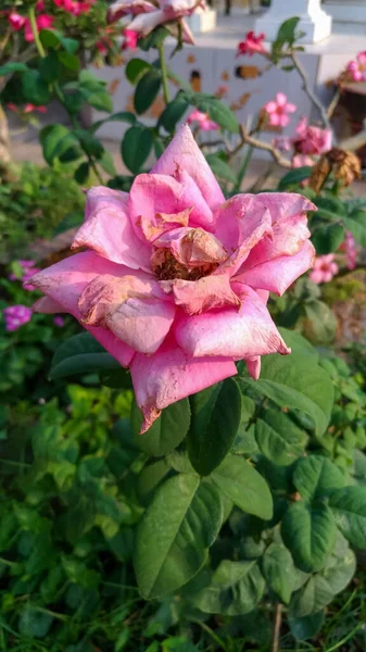 Rosa Rosor Som Vissnar Trädet Naturen — Stockfoto