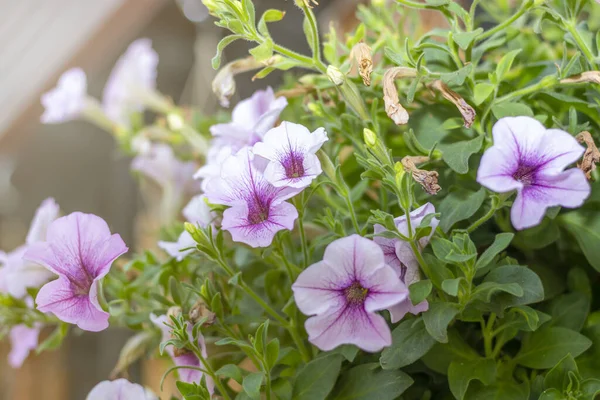 Nahaufnahme Von Lila Blumen Hintergrund Verschwimmen — Stockfoto