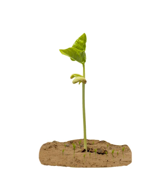 New Life Tree Germination Seedlings White Background — Stock Photo, Image