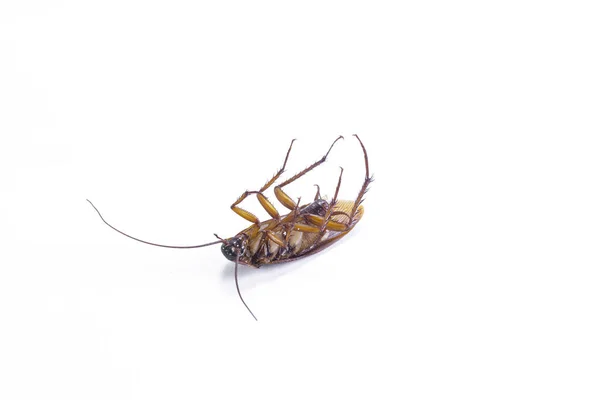 Close Cockroach White Background — Stock Photo, Image