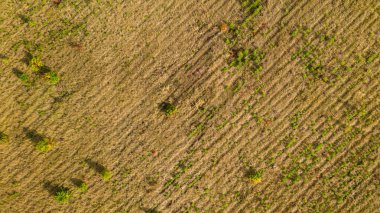 Dünya 'nın insansız hava aracının yukarıdan görünüşü ve kırsal alanda bir yaz günü küçük ağaçlarla dolu genç bir orman. Doğal yeşillik arkaplanı.
