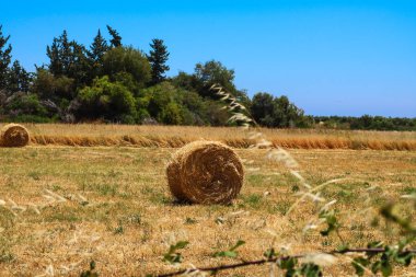 Bir alan üzerinde altın buğday balya.