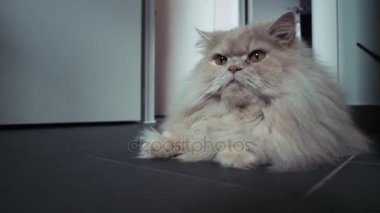 Güzel beyaz kedi yerde yatıyor. Farsça kedi. 4k
