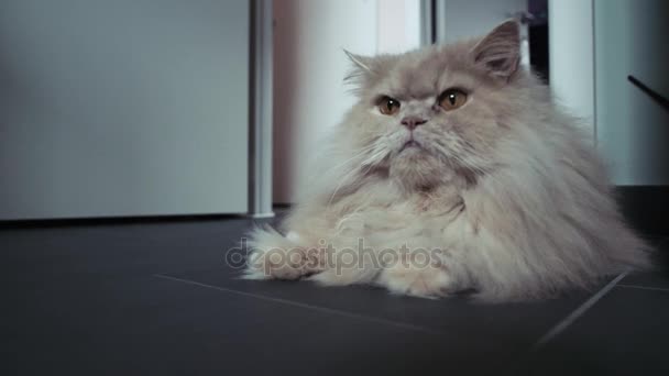 Hermoso gato blanco tirado en el suelo. Gato persa. 4k — Vídeos de Stock