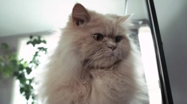 Pencere, pencere üzerinden güneş ışığı geçer oturan beyaz kedi. 4k