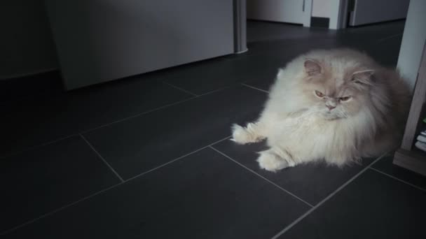 Beau chat blanc couché sur le sol. Grand chat persan. 4k . — Video