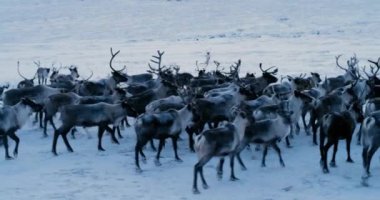 Tundra karda koştu Ren geyiği sürüsü hava görünümünü. Kırmızı destan. Ağır çekim. 4k