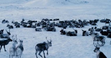 Karda tundra.4k araştırdım Ren geyiği sürüsü havadan görünümü