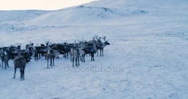 Ren geyiği sürüsü hava görünümünü. Kırmızı destan. Ağır çekim. 4k.