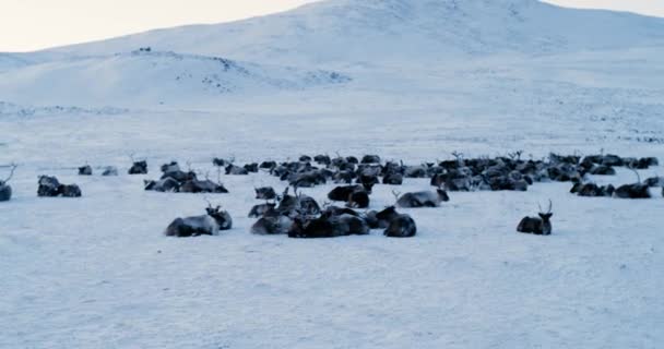 Luftaufnahme einer Rentierherde, die auf Schnee in der Tundra lief. Rotes Epos. 4k — Stockvideo