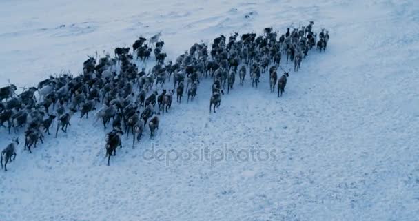 Luchtfoto van de kudde rendieren, die liep op sneeuw in toendra. Gefilmd met de epische rode camera. 4k — Stockvideo