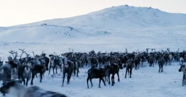 Arctic Dağları'nın görünümü. Tundra karda koştu Ren geyiği sürüsü hava görünümünü. 4 k. ağır çekim