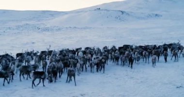 Arctic Dağları'nın görünümü. Tundra karda koştu Ren geyiği sürüsü hava görünümünü. 4k. Kırmızı Epic