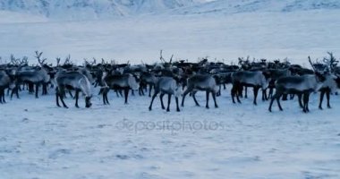 Arctic Dağları'nın görünümü. Tundra karda koştu Ren geyiği sürüsü hava görünümünü. 4 k. ağır çekim.