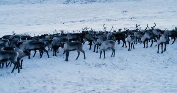 View of the Arctic Mountains. Aerial view of herd of reindeer, which ran on snow in tundra. 4k. Slow Motion. — Stock Video