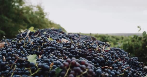 Primer plano de recogida de uvas de pie en el viñedo. épica roja — Vídeos de Stock