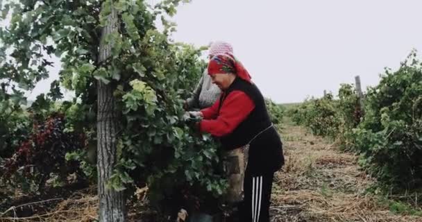 Land vrouw verzamelen handleiding de druiven uit de vineyard.4k — Stockvideo