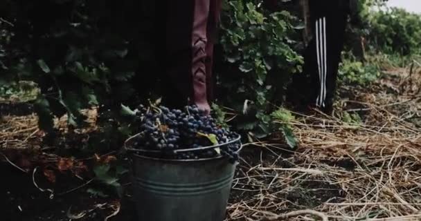 Крупный план в винограднике сельской женщины собирают вручную виноград в ведро. красный эпос — стоковое видео