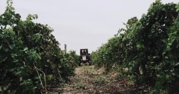 ぶどう畑の真ん中にブドウのマシンを収集 — ストック動画