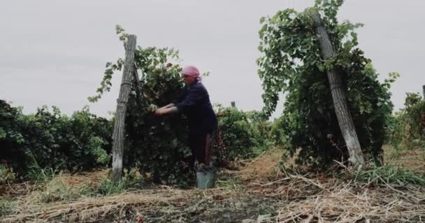 Woman manual are collecting the bunches of red grapes in the vineyard.4k — Stock Video