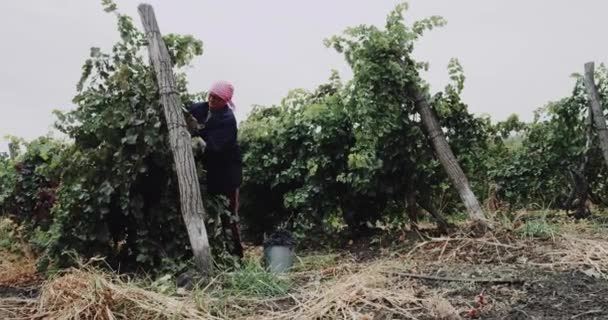 Handmatig verzamelen van close-up oude vrouw trossen van rode druiven — Stockvideo