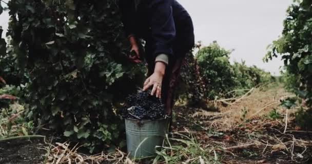 En medio de la viña mujer están recogiendo las uvas en el primer cubo — Vídeo de stock