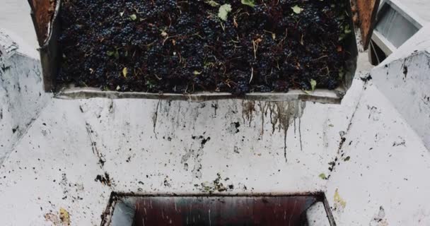 Camion très proche déchargé les raisins. épopée rouge 