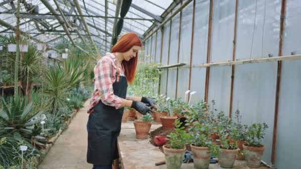 Krásná zrzka dáma zahradník ve velkém květinovém skleníku zasadil květináč ona pracuje velmi koncentrované a uvolněné — Stock video