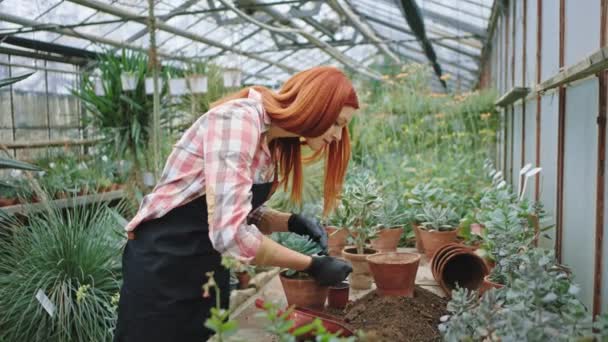 Pelirroja increíble mujer florista en un gran invernadero de flores cuidadosamente plantado una pequeña flor en una olla que disfruta del tiempo de su lugar de trabajo — Vídeo de stock