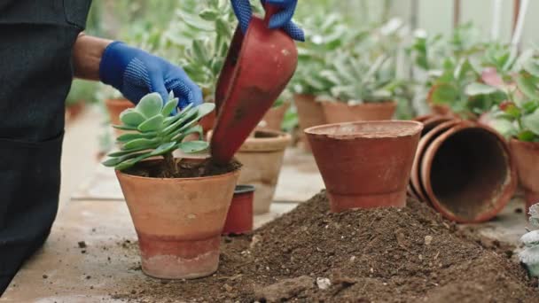 Framför kameran processen att plantera en dekorativ blomma i en kruka mycket noggrant trädgårdsmästare arbetar — Stockvideo