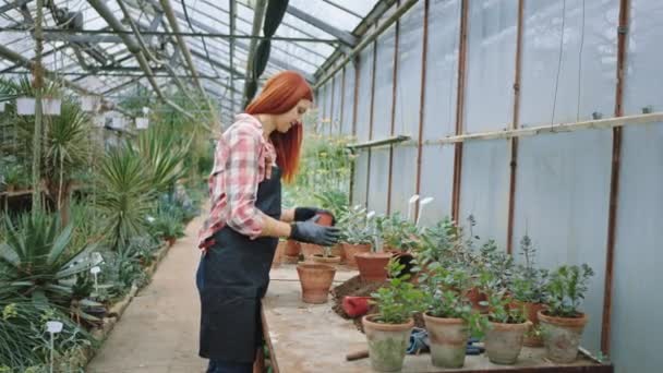 I en stor blomma växthus karismatisk florist dam ta en liten planta i en kruka och titta rakt till blomman hon njuter på sin arbetsplats — Stockvideo