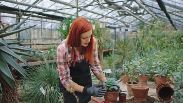 Hübsche rothaarige Gärtnerin in einem großen Blumengewächshaus, die konzentriert arbeitet, pflanzte sie eine Blume in einen Topf. Schuss auf arri alexa mini — Stockvideo