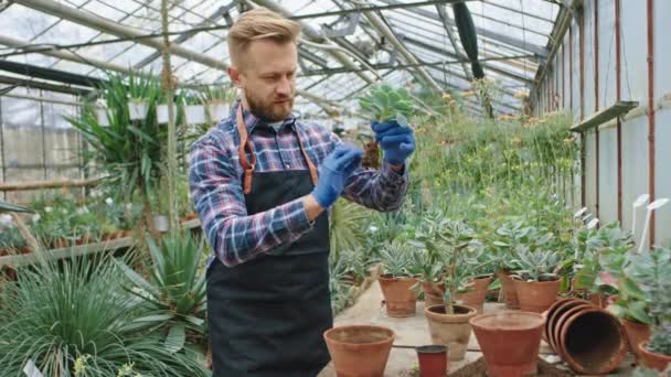 Skvěle vypadající zahradník na svém vlastním průmyslovém květinovém skleníku, pracující s potěšením, zasadil velmi pečlivě do květináče dekorativní rostlinu. 4k — Stock video
