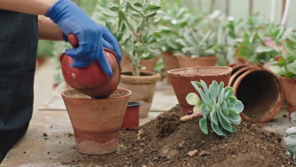 Detalhes na frente da câmera como um jardineiro com luvas azuis plantou uma pequena planta em um pote — Vídeo de Stock
