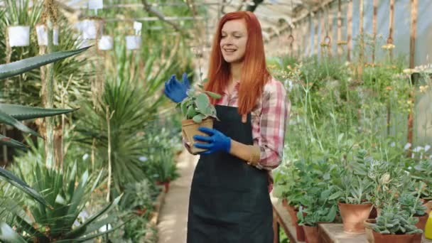 Framför kameran i mitten av blomma växthus vacker dam florist på morgonen luktar med kärlek en blomma medan du håller en kruka i händerna hon är mycket glada och glada — Stockvideo