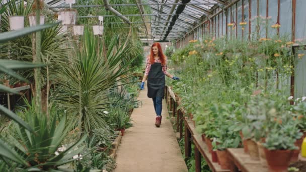 Am Morgen rothaarige Gärtnerin geht um das Blumengewächshaus und inspiziert den Zustand der Blüte sie kümmern sich um jede Zierpflanze — Stockvideo