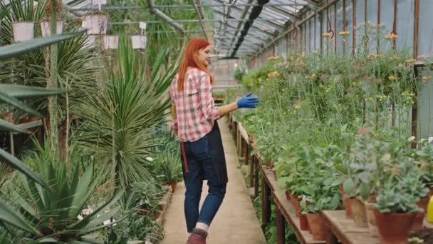 Mujer joven de gran aspecto en un gran invernadero de flores cuidar e inspeccionar el estado de las plantas mientras camina. Grabado en la cámara de cine ARRI — Vídeo de stock