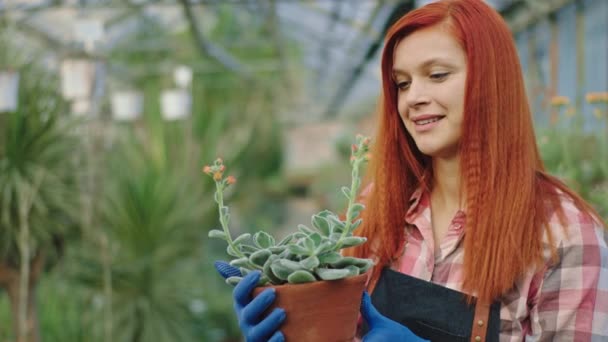 Atractiva señora jardinero con amor analizando la planta decorativa mientras sostiene una olla que mira directamente a la planta y analizar cuidadosamente delante de la cámara. Grabado en la cámara de cine ARRI — Vídeos de Stock