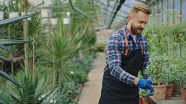 Equipment gardener with a large smile take a beautiful green decorative plant in a old pot and looking straight to the camera background spacious large flower greenhouse