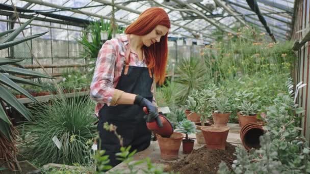 Soustředěná atraktivní zrzka dáma zasadila malou květinku do hrnce velmi pečlivě si užívá čas uprostřed květinového skleníku — Stock video