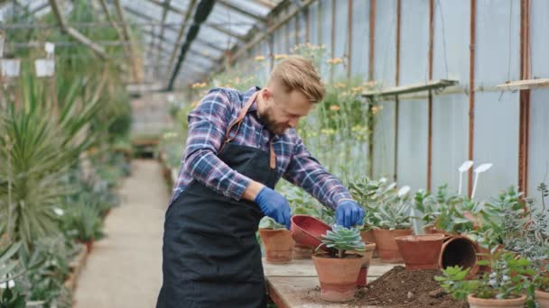 Attraktiver junger Mann Florist arbeitet in einem Blumengewächshaus er pflanzte einen Plan in einen Topf sehr sorgfältig und konzentriert — Stockvideo