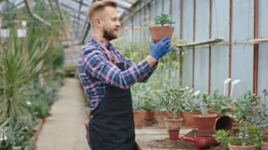 Smiling florist with a blue gloves planted a decorative flower he take the flower and check all the leaves from the pot in a large flower greenhouse
