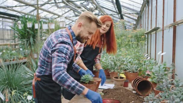 Feliz conceito de negócio de família de dois jardineiros na estufa de flores trabalhando juntos plantando a planta no pote eles sorrindo grande e se sentindo animado em seu local de trabalho. Tiro em ARRI Alexa Mini — Vídeo de Stock
